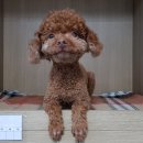 엄미길 노트펫