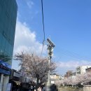 청두곶2길 21-6 | [한성대입구/방목 본점] 26.4.4 성북천 벚꽃야장 목살맛집 주말 방문후기 (눈치게임 성공?)