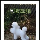 유병환애견미용학원