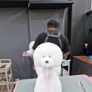 애견미용 이미지
