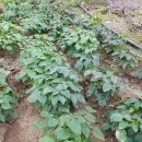 차경농장 이미지