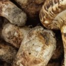 임홍식농장 이미지