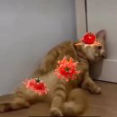 [아모레퍼시픽] e마케팅팀 커머스 콘텐츠 디자이너 계약직 서류합격/면접탈락 (2026.06.23)