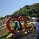 [9편] 2025년6월3일 부천백만송이장미원을 다녀와서! 이미지