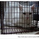 [한강맨션고양이]31동 구조된 4마리 고양이들 이미지