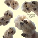 퍼피댕글 | 경기도 광주시 쌍령동 강아지유치원 퍼피댕글 포토데이 후기