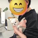 혜원켄넬 네이버블로그