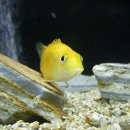 황쏘가리 이미지