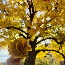 말하는 은행나무 | 경북 칠곡 가을 명소 | 소원을 들어준다는 말하는 은행나무 방문기