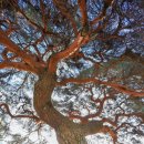 소나무를 품다 이미지