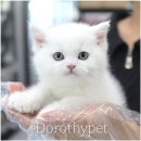 천안 강아지분양 도로시펫 이미지