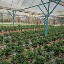 보신농장 | 딸기 농장 체험 후기 가기 전에 꼭 알아야 할 것들