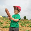 주호네 고구마