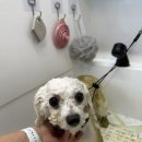 위드 더 독 이미지