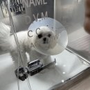 24시 굿케어동물의료센터 네이버블로그