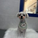 뽀숑그루밍 이미지