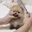 버디독 강아지분양 안심분양센터 서울 영등포점 이미지