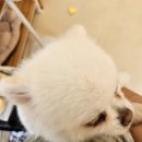 프롬몽쥬 네이버블로그