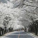 머문 Daum카페