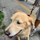 똥개이발소 이미지