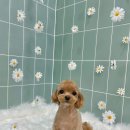 무거동 봄이네 이미지