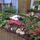 에뿌즈플라워 이미지