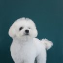 멍분의 멍 이미지