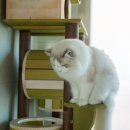 랙돌하우스 이미지