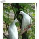 하얀 비둘기 / 권도운 이미지