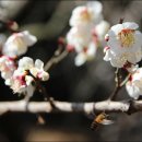 남원운수㈜ | 3월 제주도 가볼만한곳 ~ 휴애리 매화축제