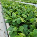 김태경 농장 이미지