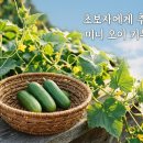 이랑가드닝 | 미니오이 모종 직접 심어보니 키우기 쉬운 이유 후기