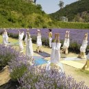 무릉 3지구 이미지