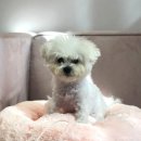 메르시 동물병원 이미지