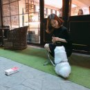 pet17버5967 | 폭염에 지친, 강아지들을 위한 쿨한 이벤트(feat. 썬더버디)