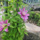 단지골 Daum카페