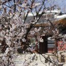 성북동-846 | 99. 창경궁의 봄소식(2021/03/30)