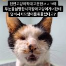 고소 준비중이라는 천안 길고양이 학대범 부부 이미지