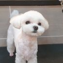 바니펫살롱 이미지