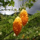 ▶▶ 당뇨에 좋은 " 여주뽕잎환 "의 탁월한 효과 ◀◀ 이미지