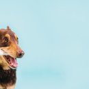 오뜨동물의료센터 이미지