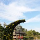 한낮의 꿈 이미지