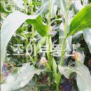 복산리 달천 이미지