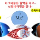 마그네슘 효능 및 영양제 비타민B6 이미지