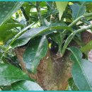 동부농약사 이미지