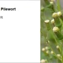 265 붉은서나물, Pilewort 이미지