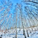 자작나무 숲 이미지