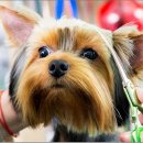 애견미용 이미지