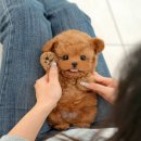 부산강아지분양 미유펫 이미지