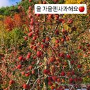 사과랑관광농원 | [후기] 평창 천지애농원-고랭지 청정 평창사과
